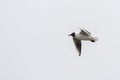 black-headed gull (Larus Ridibundus) flying over the beach, Sopot, Poland