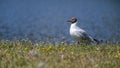 Black-headed Gull, Larus ridibundus, on the grass, Kalmar, Sweden Royalty Free Stock Photo