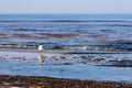 Black-headed gull Larus ridibundus head turned to left standing in water at seashore. Royalty Free Stock Photo