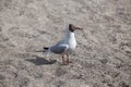 Black headed Gull, Larus ridibundus, Oslo, Norway Royalty Free Stock Photo