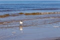 Black-headed gull Larus ridibundus standing in water at seashore. Royalty Free Stock Photo