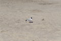 black-headed gull (Larus Ridibundus) walking on the sandy beach, Sopot, Poland