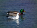 A black-headed gull and male Mallard duck in river