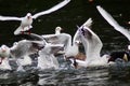 Black headed gull mass landing in a river Royalty Free Stock Photo