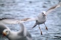 A black headed gull in mid flight over lake Royalty Free Stock Photo