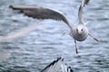 A black headed gull in mid flight Royalty Free Stock Photo