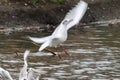 Black headed gull in mid flight over water Royalty Free Stock Photo