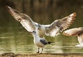 Black-headed gull near Buhair lake Royalty Free Stock Photo