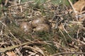 Black Headed Gull nest