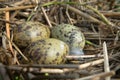 Black-headed gull nest