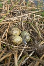 Black-headed gull nest