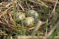 black-headed gull nest