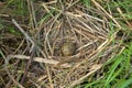 black-headed gull nest