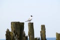 Black-headed gull on the old breakwater posts. Royalty Free Stock Photo