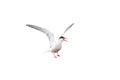 Black-headed gull with open wings on white Royalty Free Stock Photo