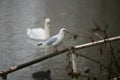 Black headed gull perched on a fence by a river Royalty Free Stock Photo