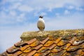 Black headed Gull perched on a roof, Gloucestershire Royalty Free Stock Photo