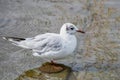 Black headed gull perching in water. One isolated chroicocephalus ridibundus Royalty Free Stock Photo