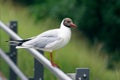 Black-headed gull on a pole at the river danube. Royalty Free Stock Photo