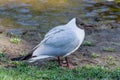 Black-headed gull on the river bank. Larus ridibundus in a city park Royalty Free Stock Photo