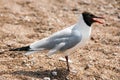 The black-headed gull on a sandy seashore. Chroicocephalus ridibundus. Close uo of a small gull. Royalty Free Stock Photo