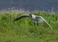 Black-headed Gull scavenging Royalty Free Stock Photo