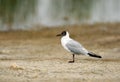 Black-headed gull Royalty Free Stock Photo