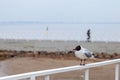 Black-headed gull sitting on railing close-up Royalty Free Stock Photo