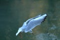 Black-headed Gull Royalty Free Stock Photo