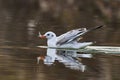 Black headed gull with a small fish in its beak, closeup.