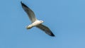 black-headed gull soaring in the blue sky Royalty Free Stock Photo