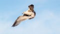 black-headed gull soars in the blue sky Royalty Free Stock Photo