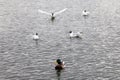 Black-headed gull soars in flight against blue lake