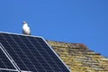 Black headed gull and solar panels on house roof