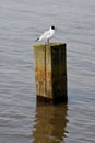 Black-headed Gull, Southwold, Suffolk, England, UK