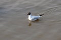 Black-headed Gull, Southwold, Suffolk, England, UK