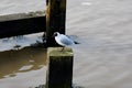 Black-headed Gull, Southwold, Suffolk, England, UK