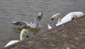 Black Headed Gull splashing in harbour with Mute Swans Royalty Free Stock Photo