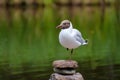 Black-headed gull standing on one leg Royalty Free Stock Photo