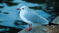 Black-headed gull standing on a rock in front of a calm lake Royalty Free Stock Photo