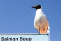 Black-headed gull standing on the street kitchen sign