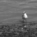Black headed gull standing on the waters edge Royalty Free Stock Photo