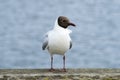 Black Headed Gull - Summer