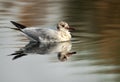 Black-headed gull swimming Royalty Free Stock Photo