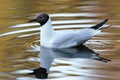 Black-headed gull swimming on a lake