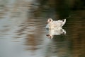 Black-headed gull swimming with reflection in water Royalty Free Stock Photo