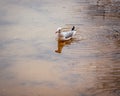 Black-headed gull swimming in a tranquil water, reflecting sunlight Royalty Free Stock Photo