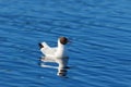 Black headed gull swimming in the water Royalty Free Stock Photo