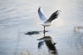 Black-headed gull takes off