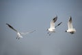 The black-headed gull Royalty Free Stock Photo